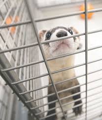 Transgenic organisms contain foreign dna that has been introduced using biotechnology. Disease Resistant Ferrets Powell Tribune