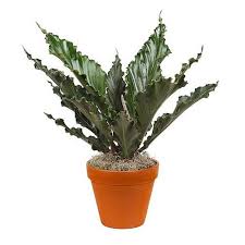 Fruffies Waves Of Love Anthurium Easy To Grow Blooming House Plant 6 Pot Plants Indoor Plants Low Light Small Gardens