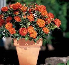 Check spelling or type a new query. 32 Miniature Roses Ideas Rose Flowers Plants