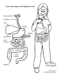 Learn how in this article for kids. Digestive Tract Coloring Page Elementary Coloring Nature Digestive System For Kids Body Systems Digestive System
