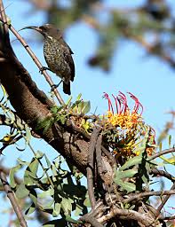 Image result for Plicosepalus sagittifolius