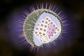The first outbreak of herpes 1 is usually the worst. Herpes Simplex Virus Can Infect The Brain By Evading The Immune Response