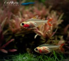 Image result for Xyris peteri