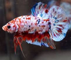Red White And Blue Speckled Betta Fish Bettafish Betta Aquarium Fishtank Betta Aquarium Betta Fish Types Betta