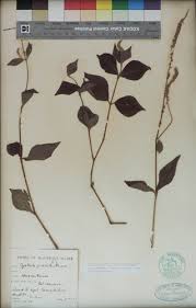 Image result for Cyathula