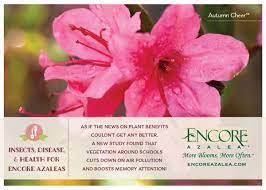 Picture Of Health How To Keep Your Encore Azaleas Disease And Insect Free Plant Benefits Azaleas Bloom