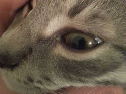 Do you have cat allergies? Cat Has Milky White Discharge From Eyes Thriftyfun