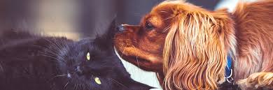 Find free pets classified ads for dogs, cats, puppies, kittens and other home pets in the usa. Adopt A Pet City Of Toronto