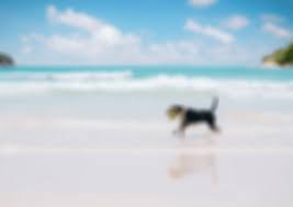 Fishing beaches and a large playground that also supports community activities. Chelsea Beach Dog Beach In Chelsea Petcloud