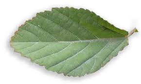 Image result for Sida serratifolia