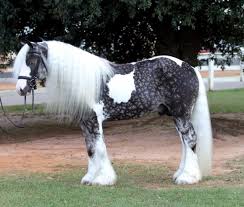 See more ideas about gypsy vanner horse, pretty horses, animals beautiful. The 8 Most Beautiful And Rare Horses In The World