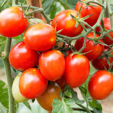 When tomatoes won't fully ripen, they're suffering from green or yellow shoulders. Tomato Riesentraube Seeds The Seed Collection