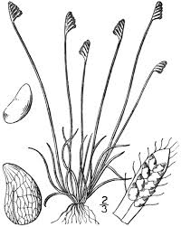 Image result for Schizaea