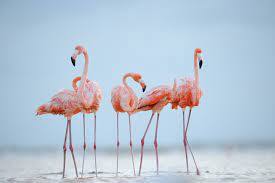 Flamingos are omnivores eating brine shrimp, algae, and snails. Like Humans Flamingos Make Friends For Life