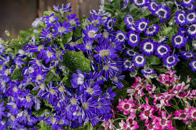 Image result for Cineraria