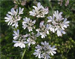 Image result for Coriandrum