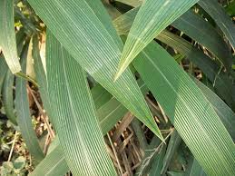 Image result for Setaria longiseta