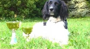 Image result for Velký münsterlandský ohař