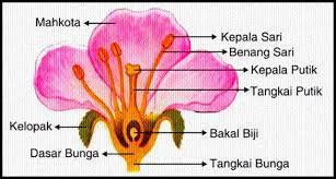 Bunga pepaya juga tergolong contoh bunga tidak sempurna. Bunga Sempurna Pengertian Bagian Contoh Dan Perbedaan
