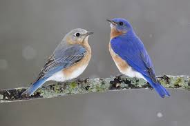 Small Birds Native To Missouri Eastern Bluebird Indiana Audubon Society Blue Bird Art Blue Bird Bird Photography