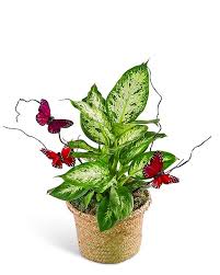 Image result for dieffenbachia flower