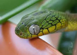 Boiga Cyanea Reptiles And Amphibians Reptiles Snake