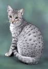 List of cat breeds - Wikipedia