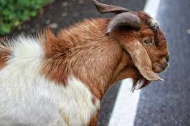 Black And White Goat Wallpaper Brown And White Goat Goat Wool Animal Horns 4k Wallpaper Hdwallpaper Desktop In 2020 Animal Wallpaper Animals Wool Animals