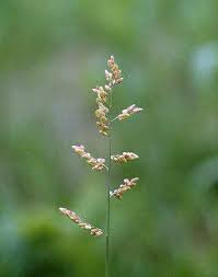 Image result for Eragrostis hispida
