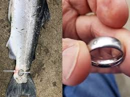 Can wedding rings lose their significance? Man Ties Wedding Ring To Fish S Tail Fishermen Find It 7 Weeks Later Trending Viral News