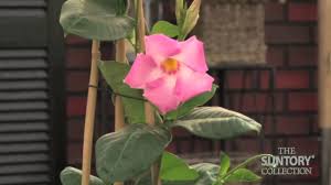 The original and classic sundaville® range consists of mandevilla (dipladenia) with superior and innovative branching and striking colors. Mandevilla Teepee Plant Smallyardbigdreams Com