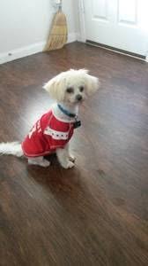 Maltipoo puppies can be found in a many different colors. Houston Pets Craigslist Craigslist Pets Pets Craigslist