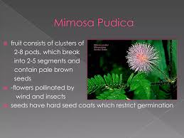 Image result for Fabaceae subfamily Mimosoideae