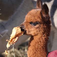 Cinnamon Loves Eating Leaves Alpaca Stuffed Animal Cute Animals Cute Puppy Videos