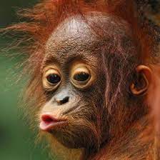 Orang Utan By Toonman Blchin 500px Baby Orangutan Cute Animals Cute Monkey