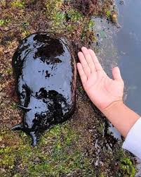 Image result for Selago cecilae