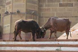 صور الاحترام الذي تحظى به الأبقار في الهند شبكة ابو نواف