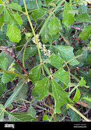 Image result for Paullinia pinnata