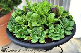 Pole beans are a great choice for containers. 15 Best Container Vegetables For Pots Planters Get Busy Gardening