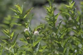 Image result for Cephalanthus