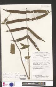 Image result for Pneumatopteris afra