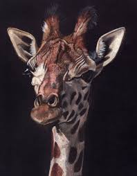 If you like this video hit the like button. Giraffe Original Pastel Pencil Drawing Sue Findlay Art