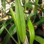 Image result for Polystachya galeata