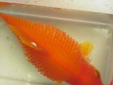 Dropsy Or Bloat In Koi Or Goldfish The Cure Disease Prevention
