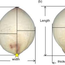 Image result for Crepidorhopalon whytei