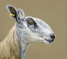 The bluefaced leicester is one of the most influential sheep breeds of modern times and its . Bluefaced Leicester Sheep