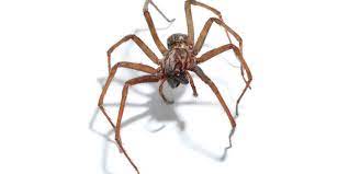 Beach pest control and nyc bed bug service is a new york city company that removes bed bugs in brooklyn bronx manhattan queens long island and staten island and provides pest control to all of nyc and long contact us. Nassau County Suffolk County Long Island Ny Exterminators Pest Control Ants Bed Bugs Bedbugs Roaches Rats Mice Termites Pest Control Exterminators Nassau Suffolk County Long Island Ny Exterminators Pest Control Ants Bed