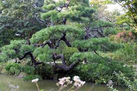 Japanese Gardens Elements Trees 1 Japanese Garden Japanese Tree Garden Elements