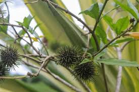 Image result for Achariaceae