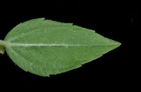 Image result for Aspilia natalensis